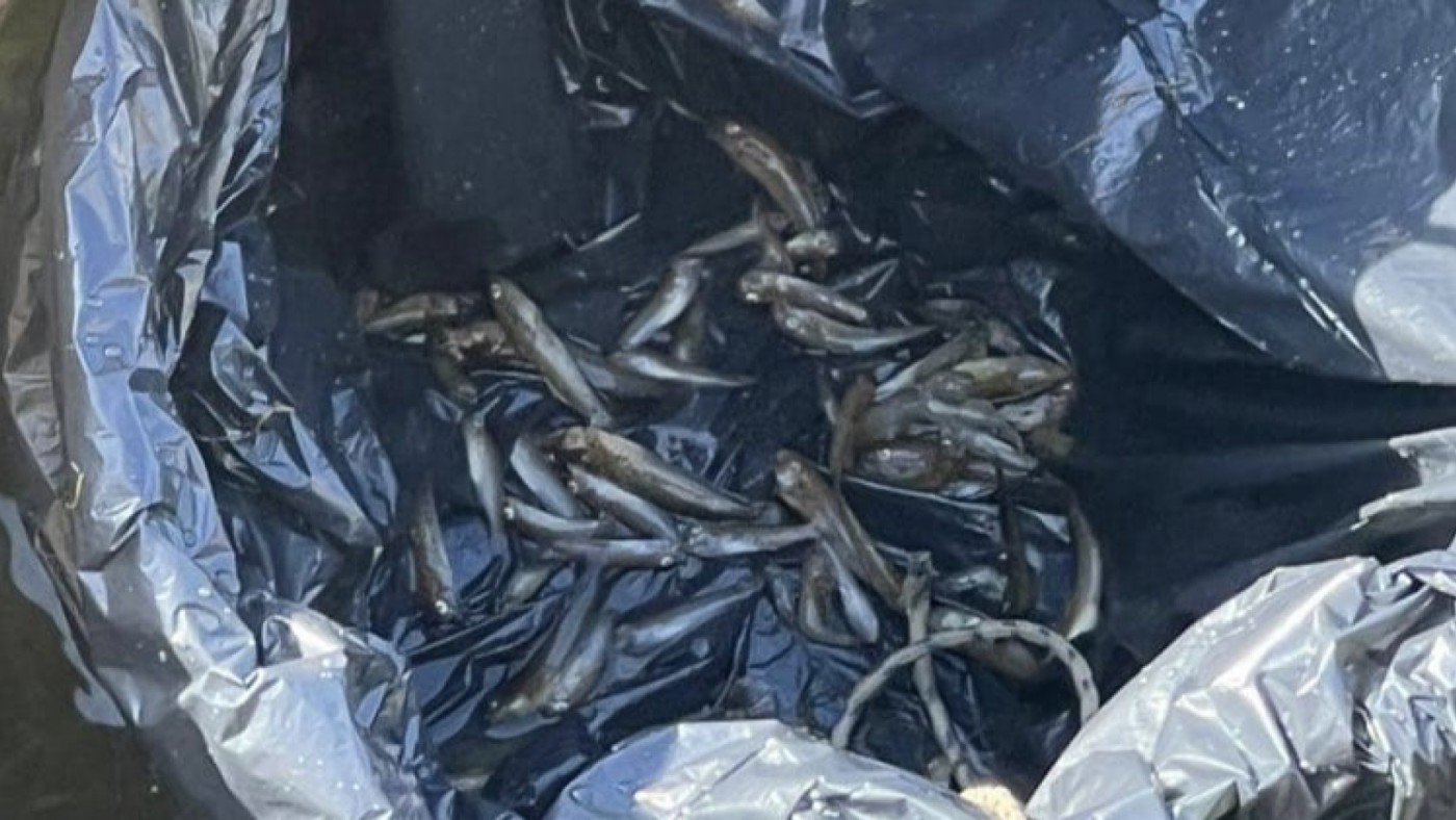 Fiscalía abre una investigación por el último caso de peces muertos en el Mar Menor