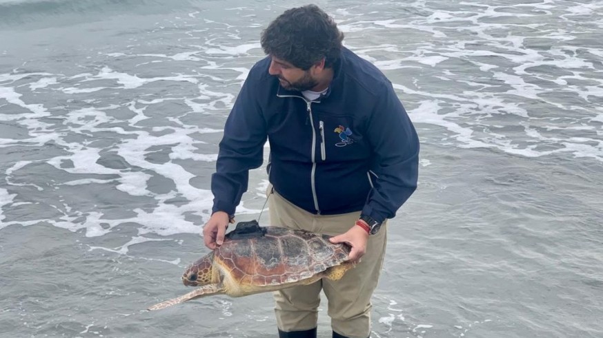 Sueltan en aguas de San Pedro dos ejemplares de tortuga boba que quedaron atrapados en artes de pesca