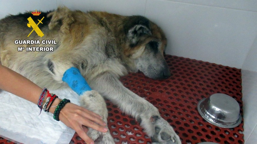 Investigan a un vecino de Mazarrón por presunto maltrato animal tras rescatar dos perros en estado crítico