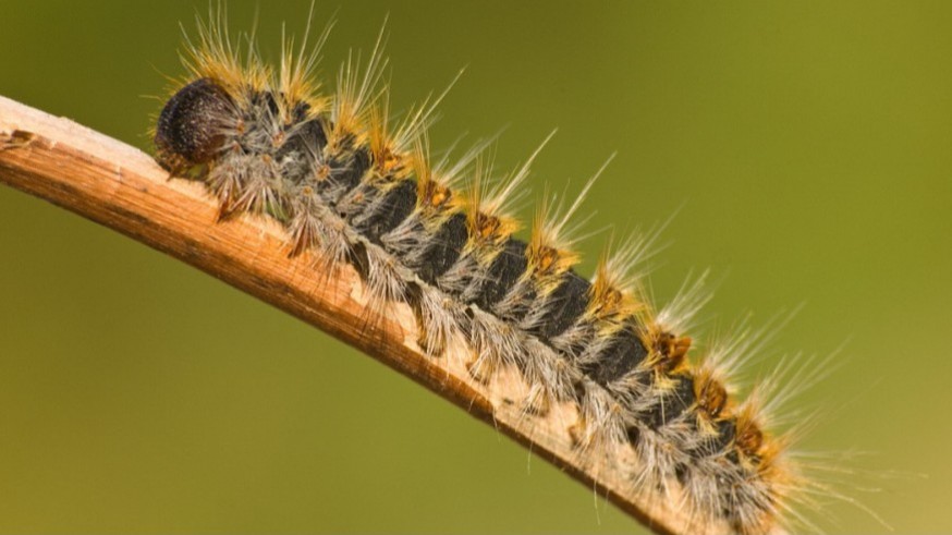 La procesionaria adelanta su aparición