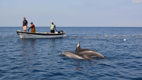 Liberados 2 delfines mulares atrapados en una almadraba de La Azohía 