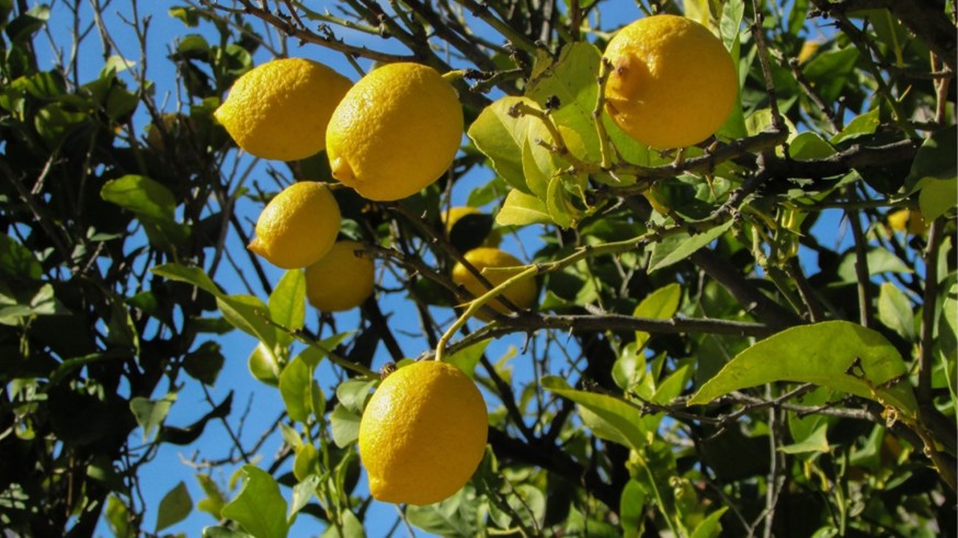 Detectan 28 casos de clorosis nervial amarilla en limoneros jóvenes de la Región de Murcia