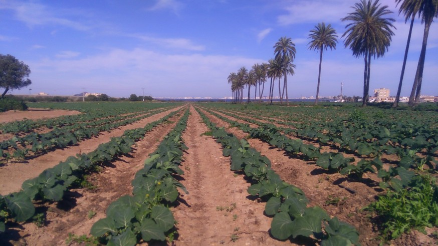 La digitalización de los cultivos permite ahorrar un 15% de agua y reducir un 40% los nitratos, según investigadores de la UPCT