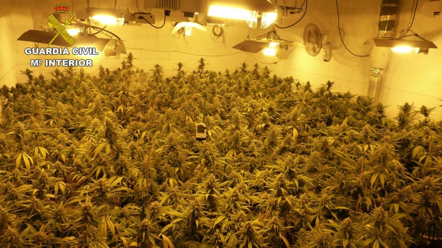 Desarticulado en Murcia un grupo delictivo dedicado al cultivo ilícito de marihuana