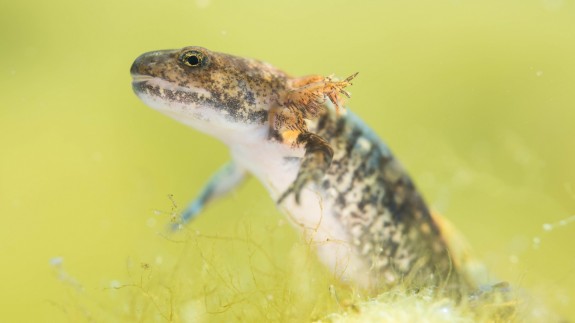 Larva de salamandra. Foto Javier Murcia