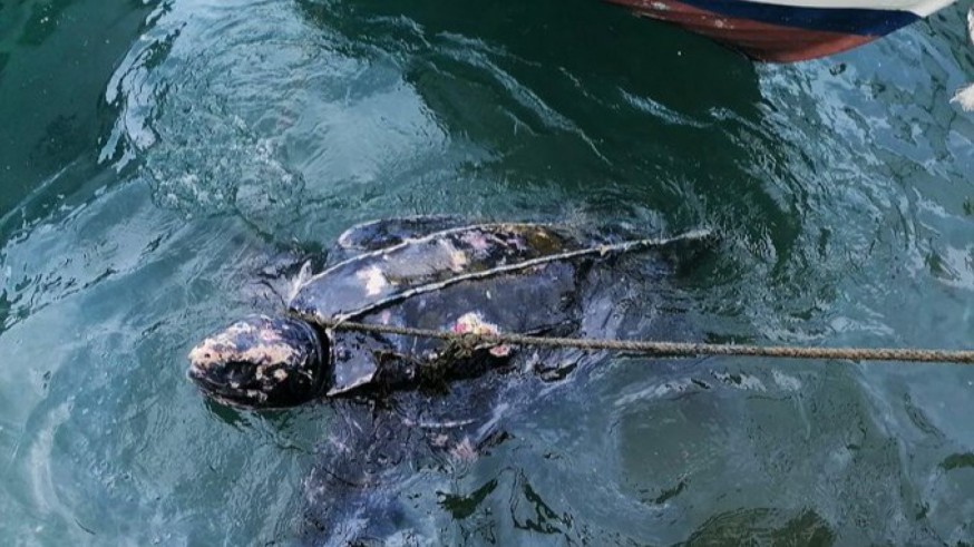 Rescatan en Mazarrón y trasladan al Oceanográfic a una tortuga laúd