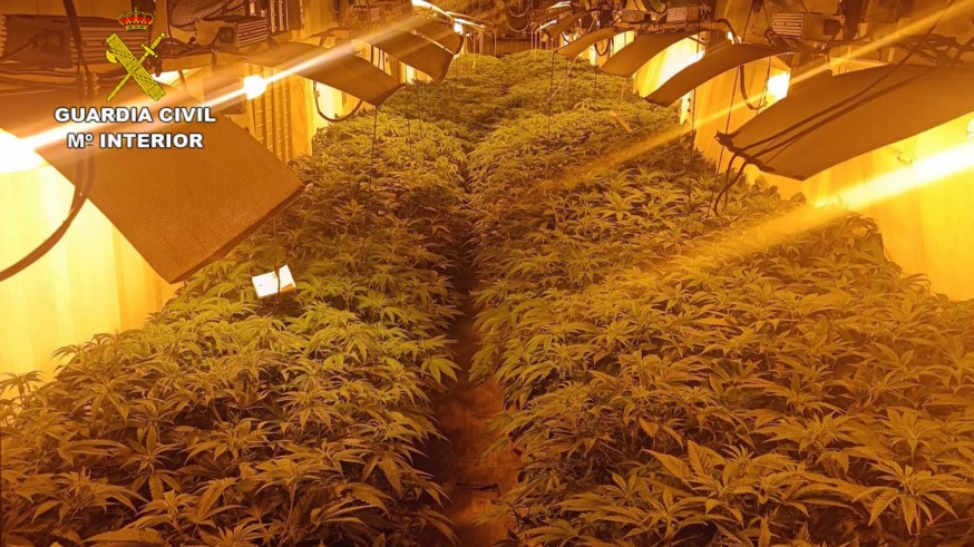Detenidos los tres responsables de un invernadero con 700 plantas de marihuana en Fortuna