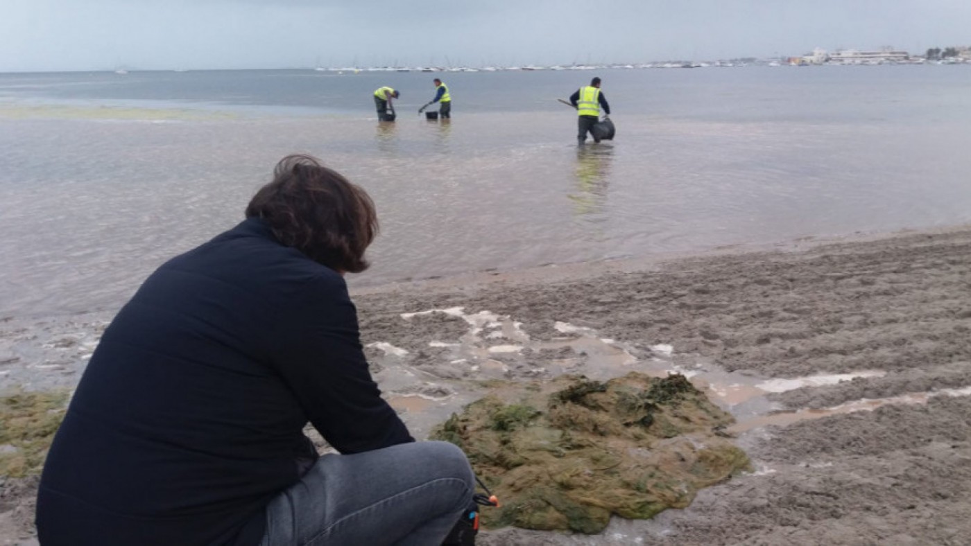 Una brigada retira algas de la playa de Villananitos en una imagen de archivo
