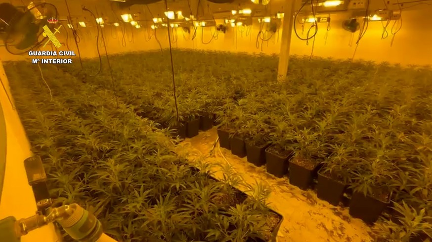 Desmantelan un macrocultivo con 2.000 plantas de marihuana en Totana
