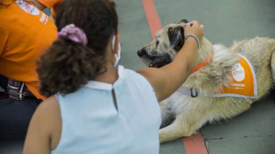 TURNO DE NOCHE. Las protectoras recogieron un de 11,5% perros menos que en 2020
