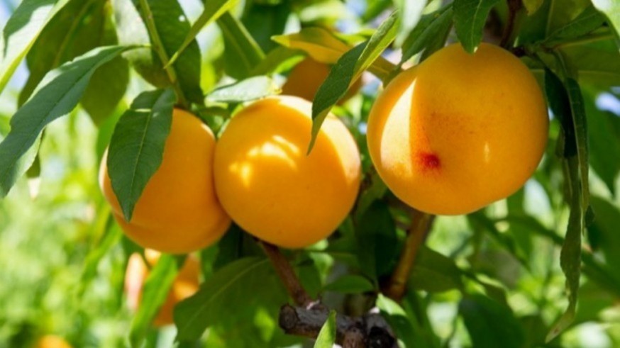 La mosca de la fruta marca el final de la campaña de fruta de hueso en la Vega Alta