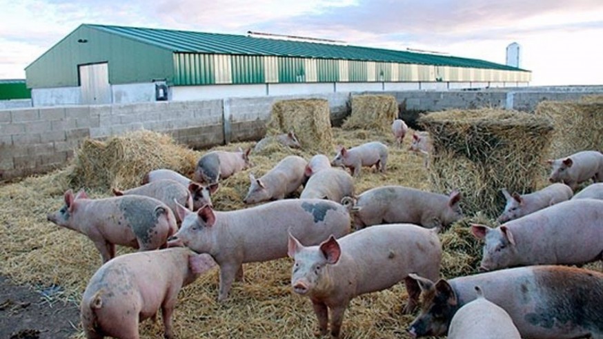 Cerdos en el espacio libre de una granja