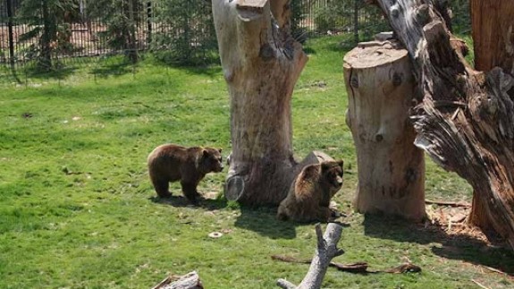 Los osos de Terra Natura, imagen de archivo