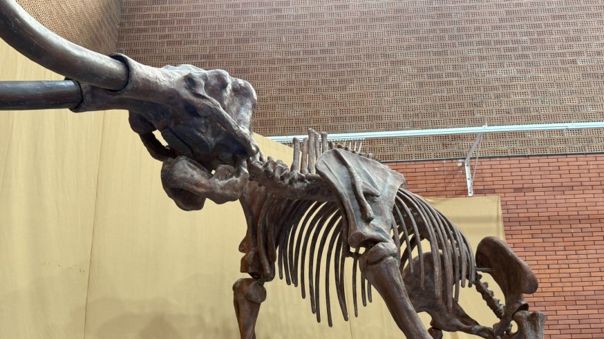 Un esqueleto de mamut de la estepa en La Unión