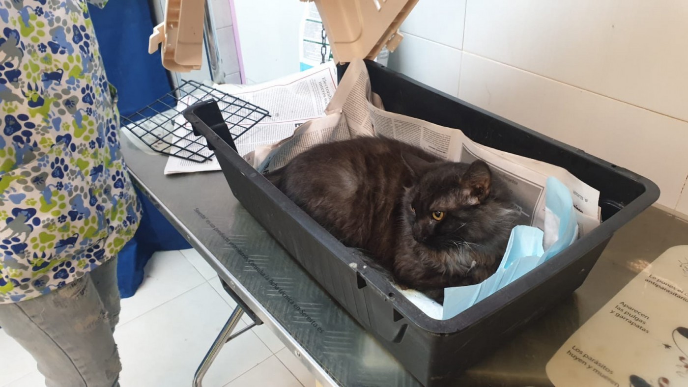 El gato se recupera en una clínica veterinaria