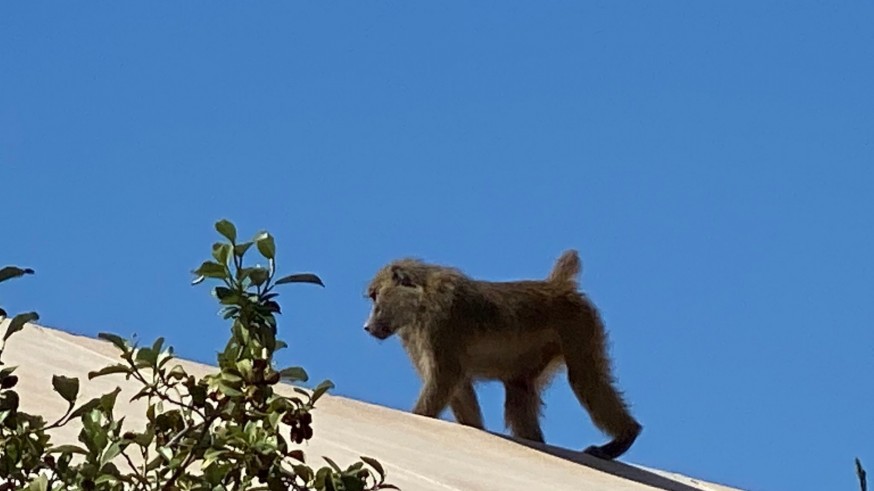 Animalicos: la fuga del babuino de la Facultad de Veterinaria de la UMU en Murcia