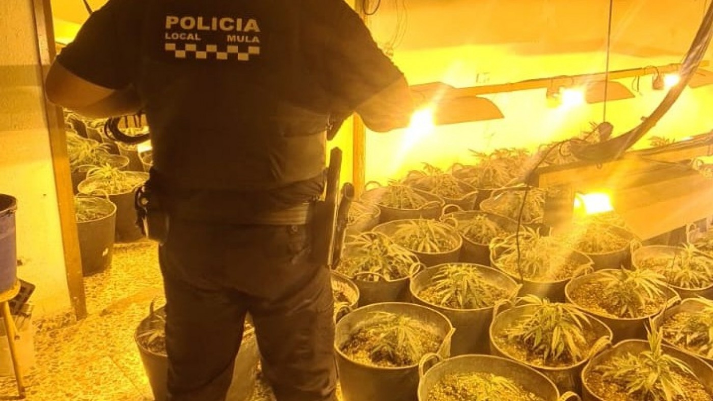 Más de 500 plantas de marihuana incautadas en cinco registros en Mula