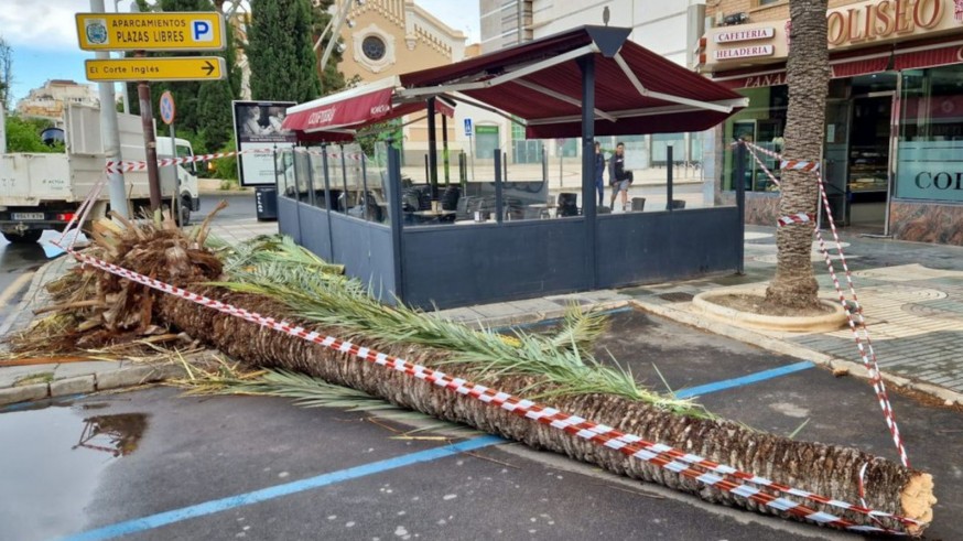 El fuerte viento provoca caída de árboles en Cartagena