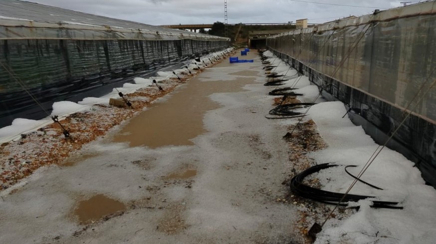La lluvia beneficia al secano pero genera daños en otros cultivos en Murcia