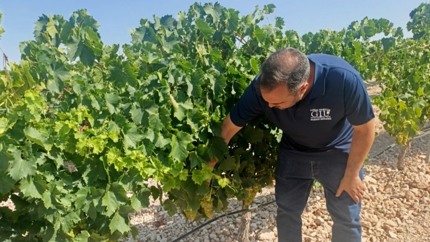 La vendimia más temprana de la historia en Jumilla 