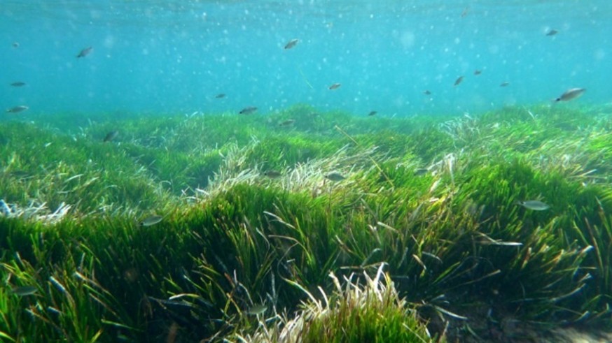 Prohibido retirar los arribazones de posidonia entre octubre y marzo