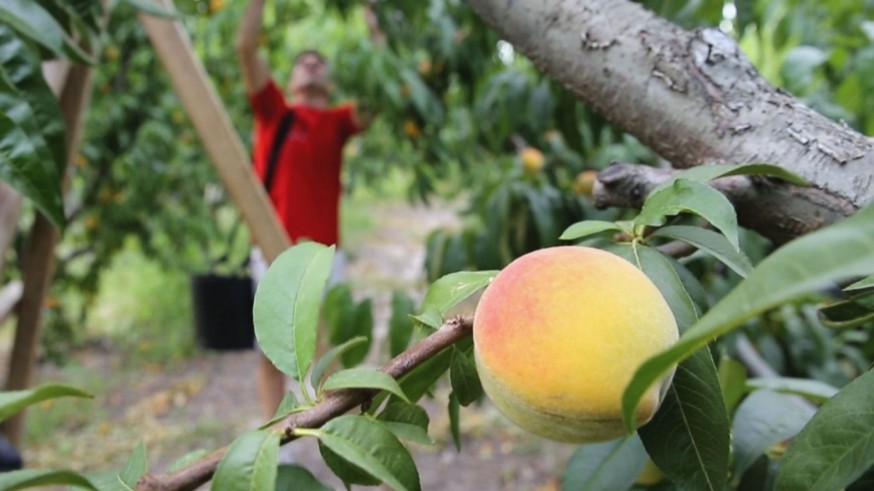El campo aplaude la regularización de migrantes ante la falta de mano de obra