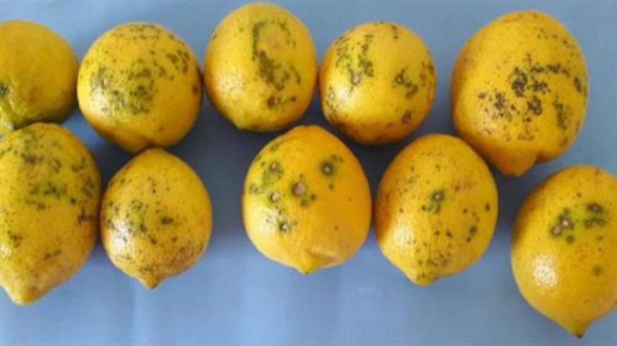 Diez lotes de limón sudafricano con mancha negra introducidos desde Holanda amenazan la seguridad del cítrico español