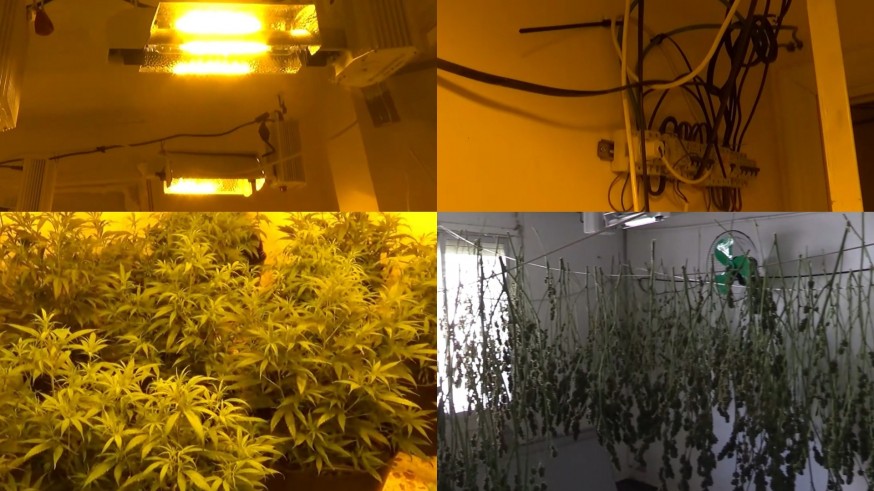 Seis detenidos con dos plantaciones de marihuana en Los Dolores y Espinardo