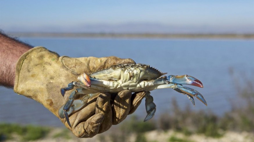 La UMU y el IEO medirán el impacto de pesticidas en el Mar Menor a través del cangrejo azul