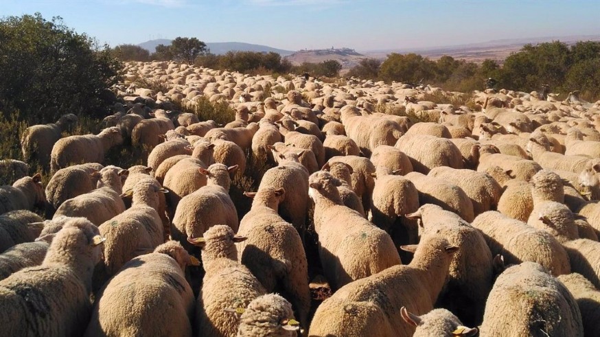 El pastor Juanma Navarro nos cuenta la situación por la sequía, las últimas lluvias y la viruela ovino-caprina
