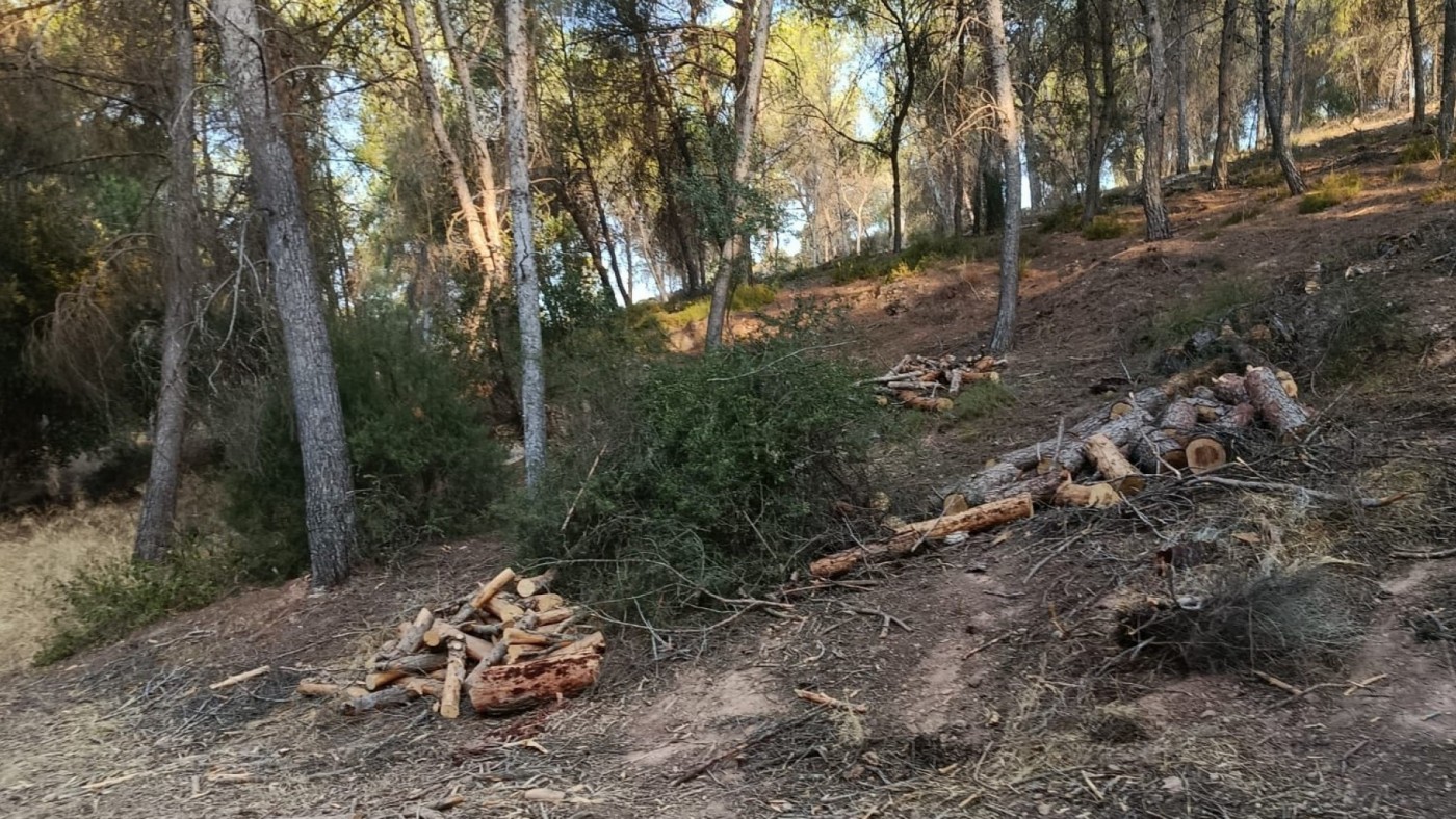 Piden la retirada de los pinos secos cortados en El Valle por el riesgo de incendios
