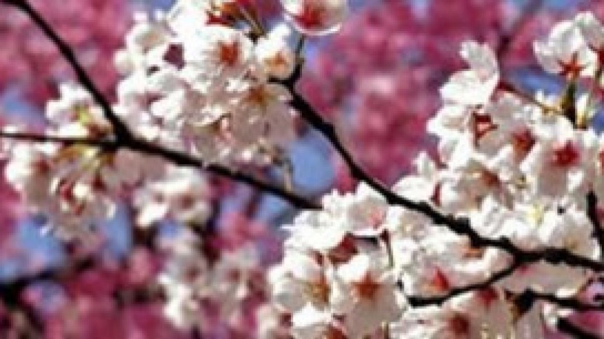 VIVA LA RADIO. Martes verde ¿Cómo afecta este aperitivo de primavera a la floración?