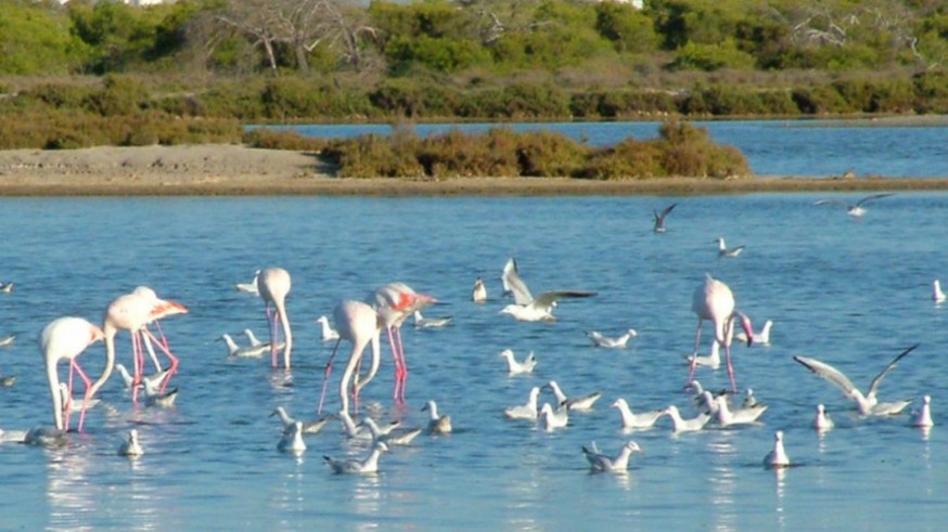 Flamencos y otras aves en el Parque Regional de San Pedro del Pinatar. Foto: murciaturistica.es