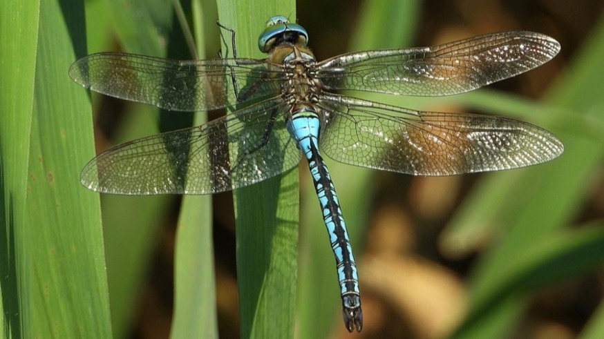 Conociendo Sierra Espuña. La vida en los humedales