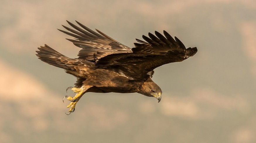 Conociendo Sierra Espuña con Javier Ramírez. El ranking de los 10 animales más rápidos del parque natural