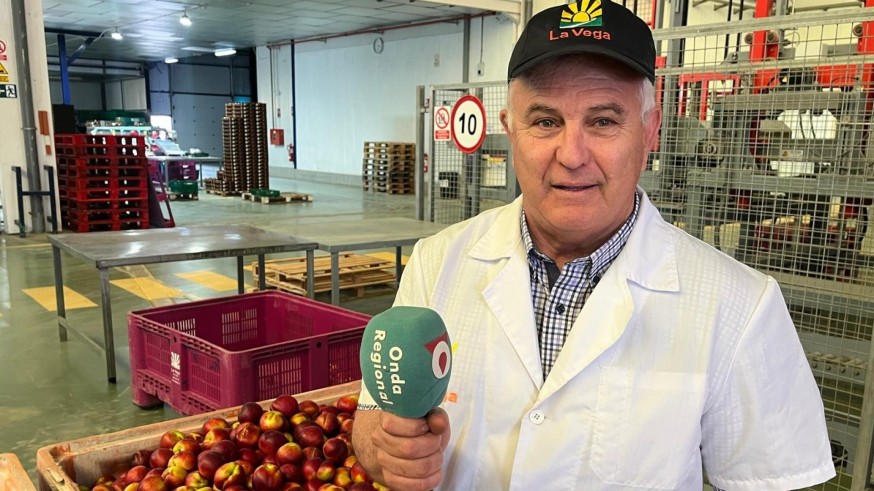 Más calidad y mejor calibre en la fruta de hueso de Cieza