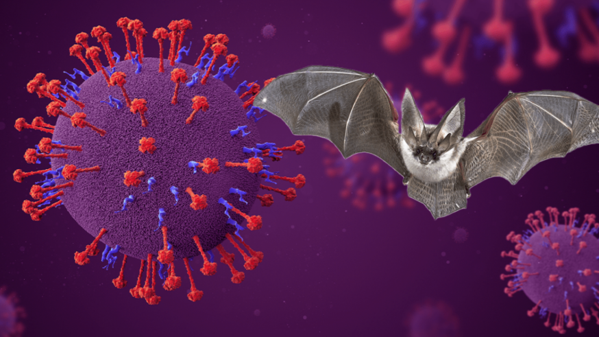 Christian de la Fe alerta sobre el virus Nipah: una amenaza zoonótica con alta mortalidad y sin cura