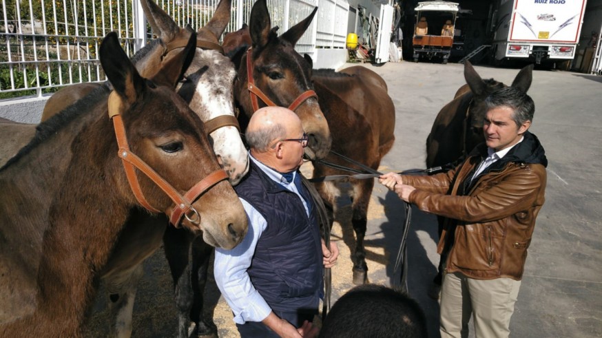 Antonio Ruiz y Miguel Ángel del Amor junto a las mulas de esta ganadería en Lorca