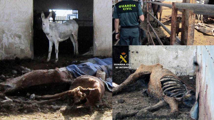 Investigan al propietario de una explotación de equinos de Murcia por maltrato animal