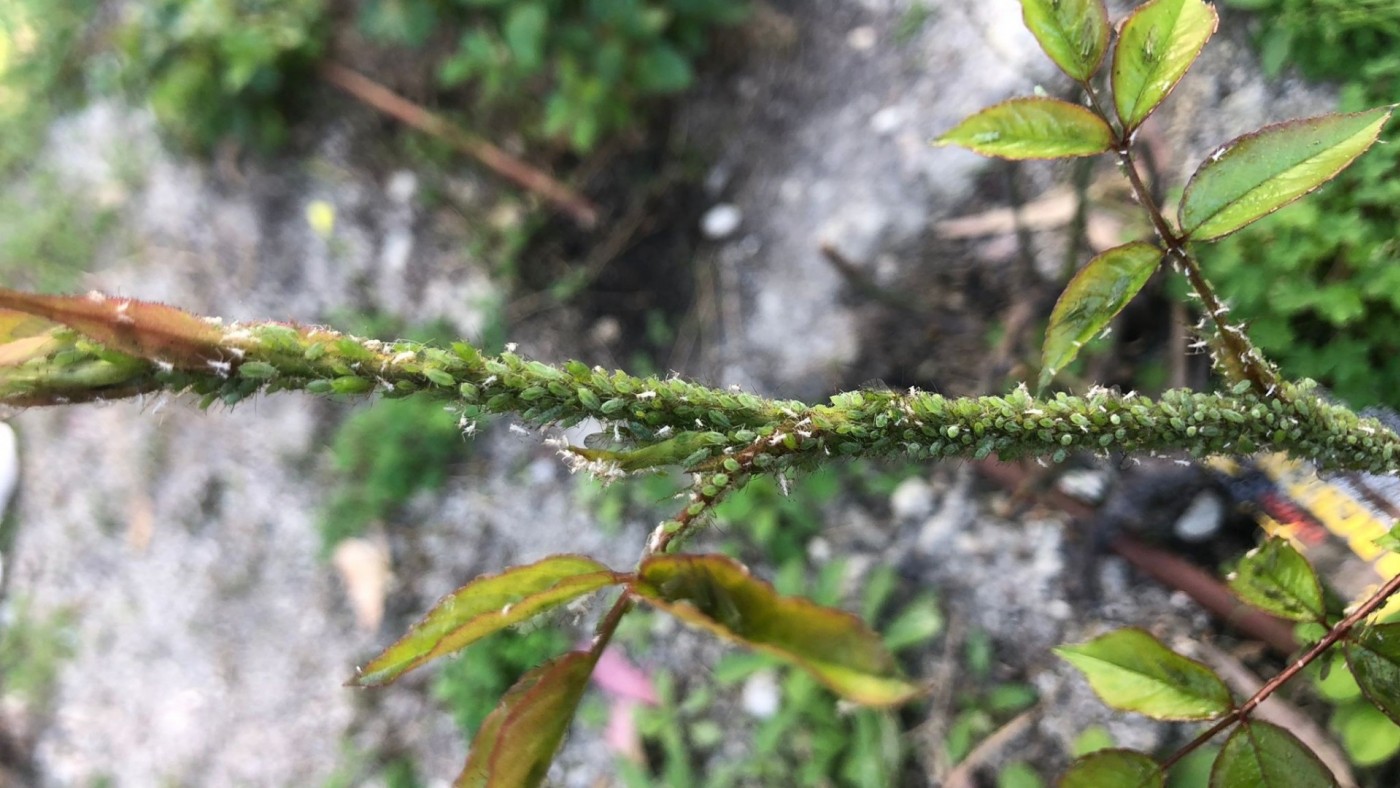 El pulgón reúne en Lorca a representantes de tres provincias