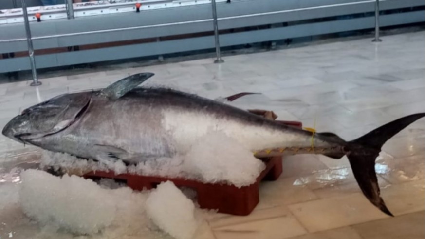Dos décadas después, un pesquero de Águilas captura un atún rojo de 168 kilos