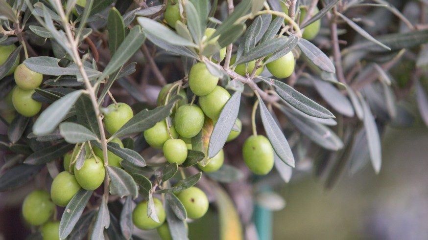 La producción de aceite de oliva vuelve a bajar