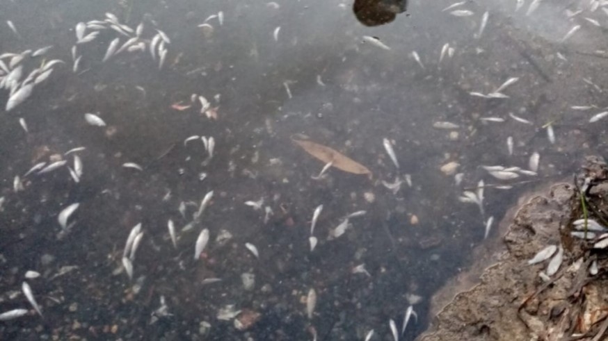 Imagen reciente de peces muertos en el Mar Menor