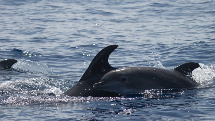 Cría de delfín mular saltando fuera del agua junto a su madre