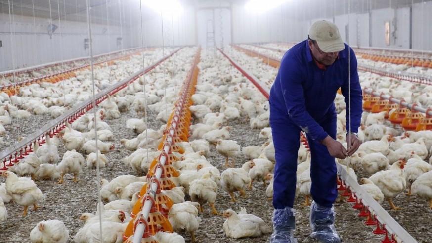 Denuncian que los productores de pollos dejarán de ingresar 4.000€ por la bajada de precios impuesta por las empresas integradoras