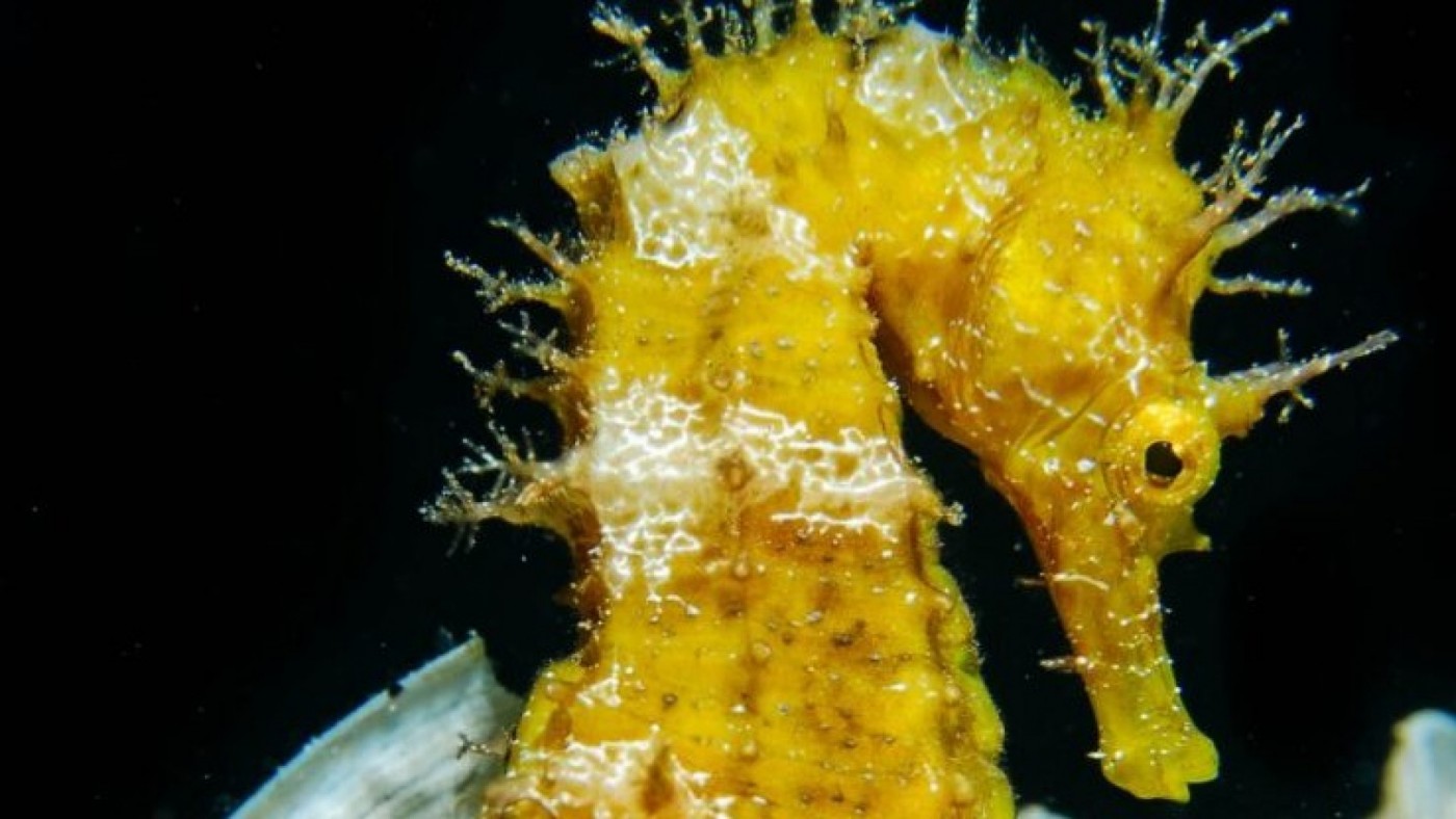 El caballito de mar entra en la lista de especies vulnerables