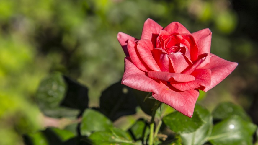 La magia de las plantas. Los tipos de rosas y los obtentores