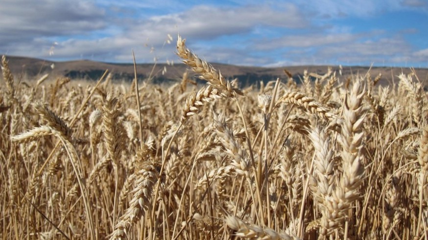 Entre el 70 y el 98% del cereal, almendra, viñedo, olivar y aromáticas está afectado por la sequía