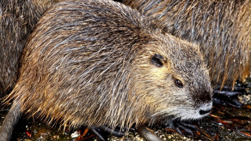 190 especias invasoras ponen en peligro la biodiversidad de los ecosistemas regionales