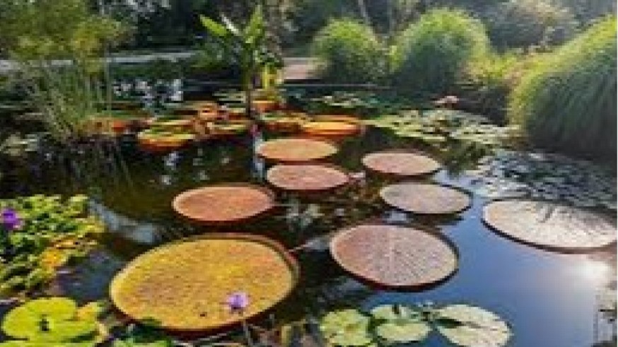 La magia de las plantas con Diego Rivera. Los jardines de la costa azul francesa